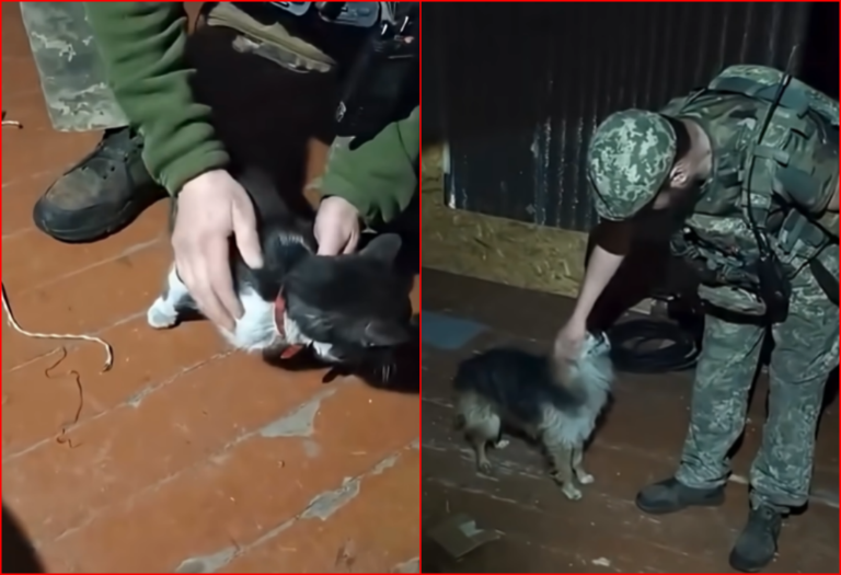 Drones Bring Relief: Ukrainian Troops Evacuate Cat and Dog from Perilous Frontline