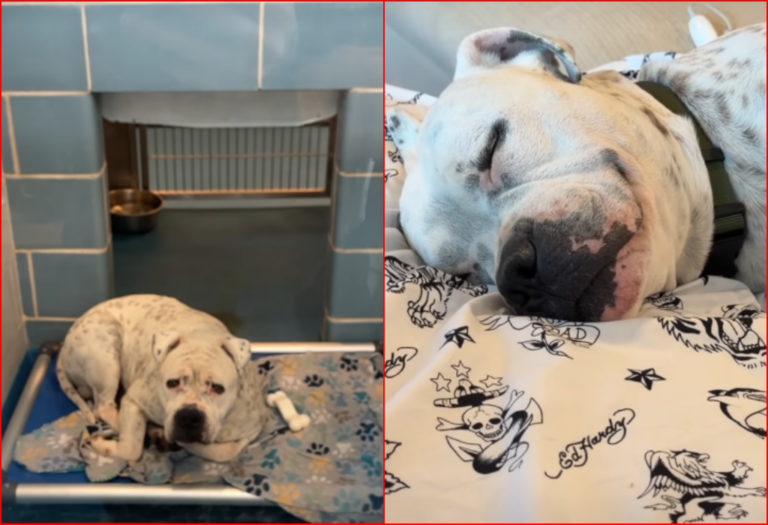 Rescue Dog’s Reaction to Owner’s Affection is Melting Hearts