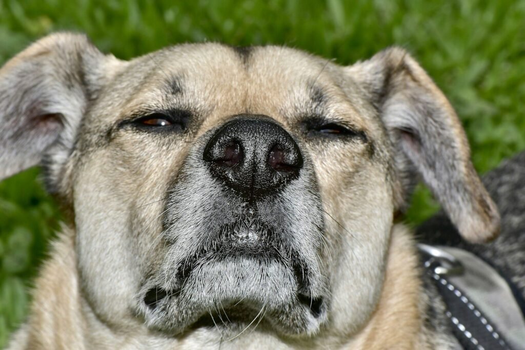a close up of a dog's face with grass in the background