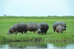 a group of hippopotamus standing next to a body of water