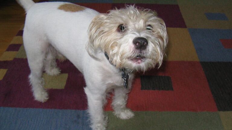 The Secret Language of Your Dog's Tail Wags: It's More Complex Than You Think