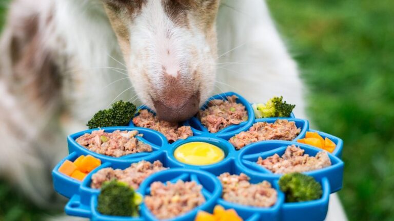 Why Some Dogs Are Picky Eaters: It's Not Always About Taste