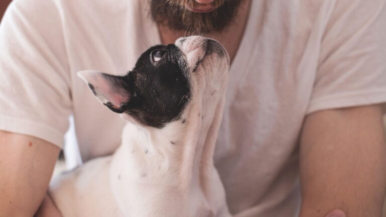 Why Your Dog Follows You Everywhere: It's a Sign of Deep Affection and Trust