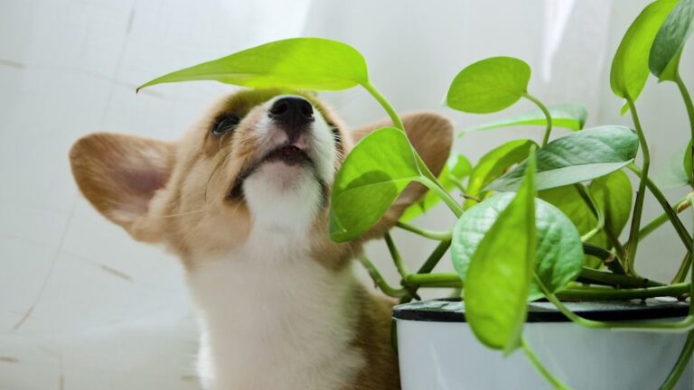 10 Common Toxic Plants That Are Hiding in Your Home (And Dangerous for Dogs)