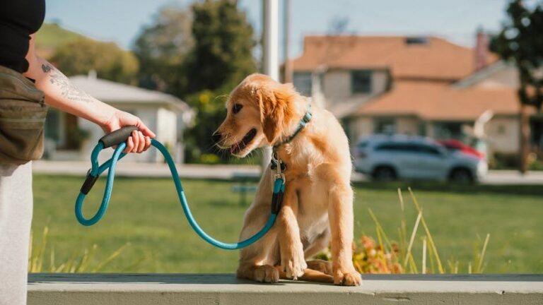 8 Simple Tricks to Teach Your Old Dog New Manners (Yes, It's Possible!)