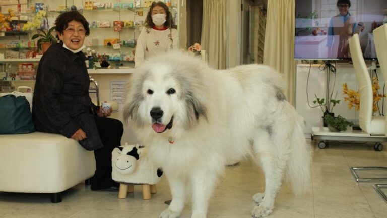 5 Expert Tips for Making Vet Visits Less Stressful for Your Anxious Dog