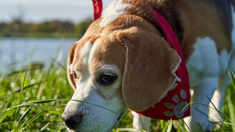 10 Clever Ways to Keep Your Senior Dog Mentally Sharp and Engaged