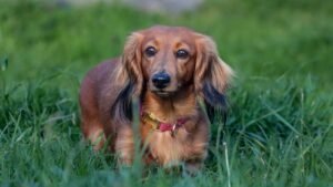 10 Behavioral Quirks Only Dachshund Owners Truly Understand