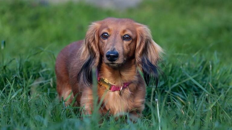 10 Behavioral Quirks Only Dachshund Owners Truly Understand