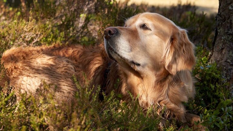 8 Reasons Seniors Prefer Rescue Dogs Over Puppies