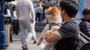 10 Behaviors That Show Your Dog Has Grown Emotionally Attached