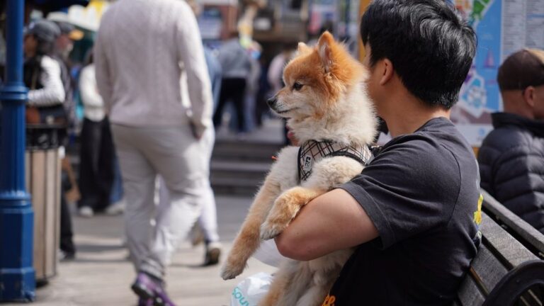 10 Behaviors That Show Your Dog Has Grown Emotionally Attached