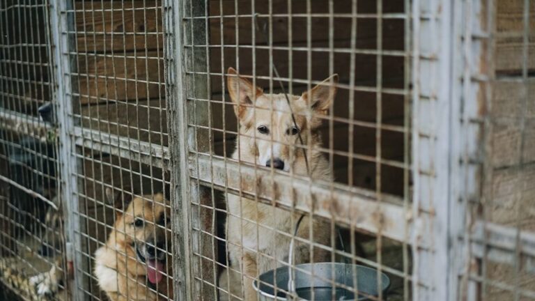 28 dogs found starving and abandoned in small cages in Pittsburgh-area junkyard