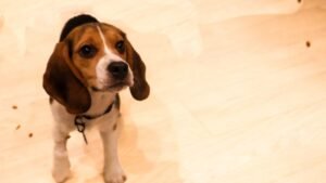 Rescue deal for 1500 beagles from Ridglan Farms in Wisconsin