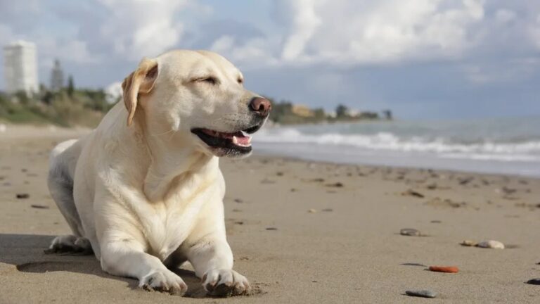 The Best Dog Breeds for Coastal Retirement in Florida