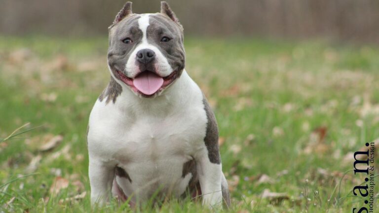 Why Staffies and American Bullies Are Growing in Popularity Across Texas Suburbs