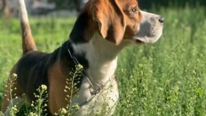 10 Dog Breeds Vulnerable to Extinction in The United States
