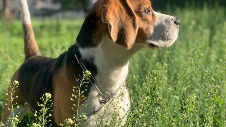 10 Dog Breeds Vulnerable to Extinction in The United States
