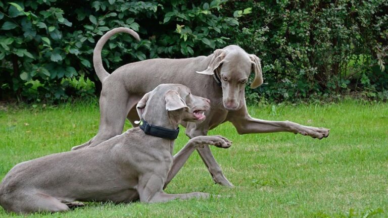 What Your Dog Thinks Happens When You Leave the House