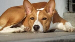 The Quietest Dog Breeds Are Not Always the Calmest – Here's What to Know