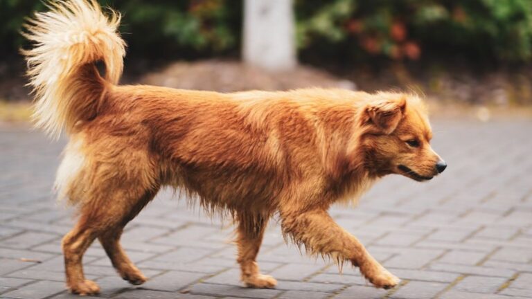 12 Subtle Behaviors That Reveal Your Dog Is Overwhelmed