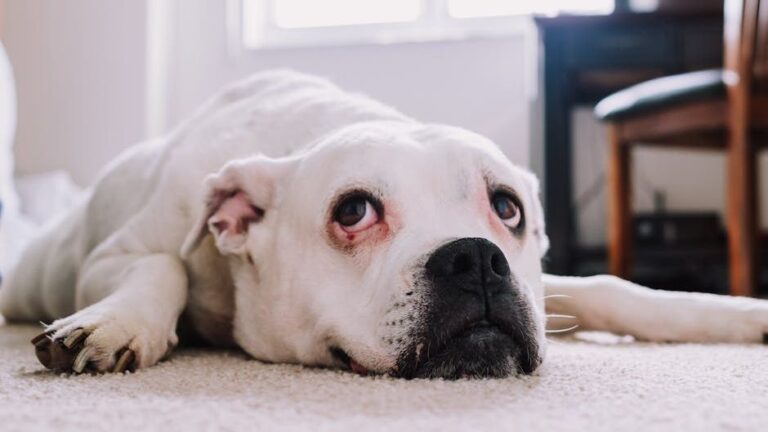 What Goes Through Your Dog's Mind During Long Waits