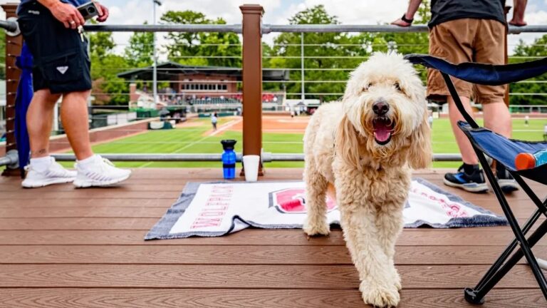 These Are the Top 10 Most Popular Dog Breeds in New York City