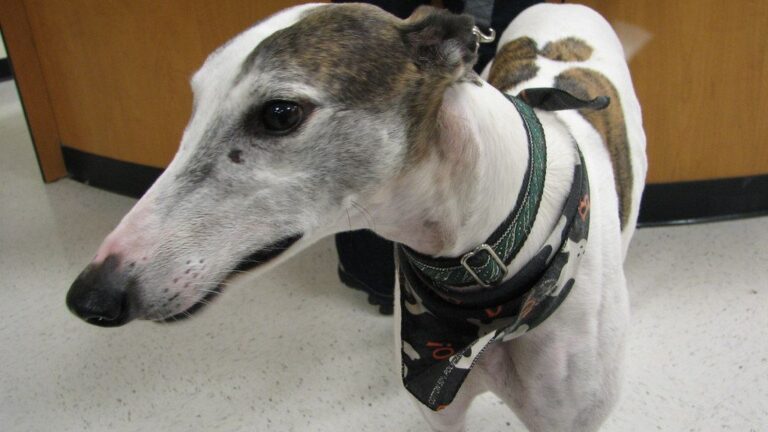 10 Large Dog Breeds That Can Thrive in Florida
