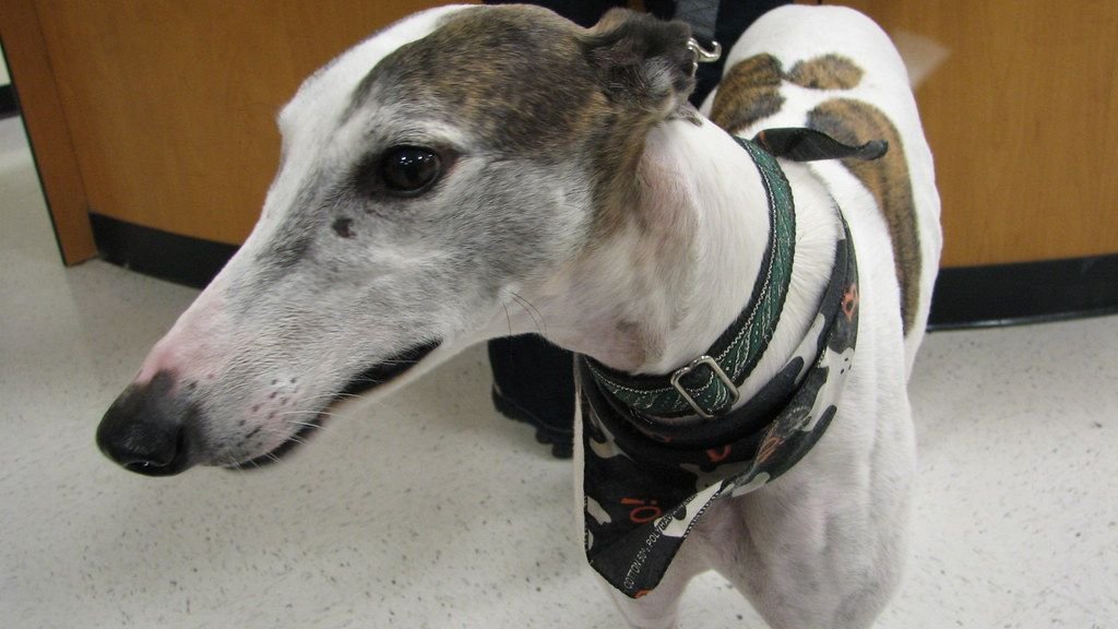 10 Large Dog Breeds That Can Thrive in Florida
