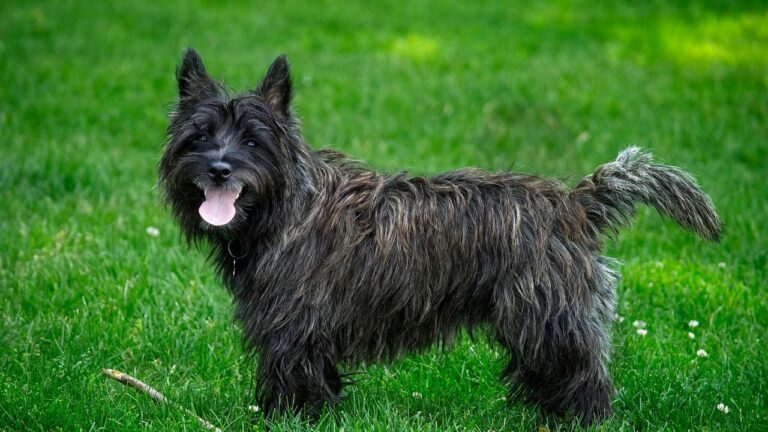 10 Small Dog Breeds That Thrive in Cold Weather