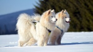10 Snow Dog Breeds Made for Cold Weather