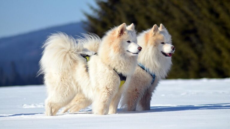 10 Snow Dog Breeds Made for Cold Weather