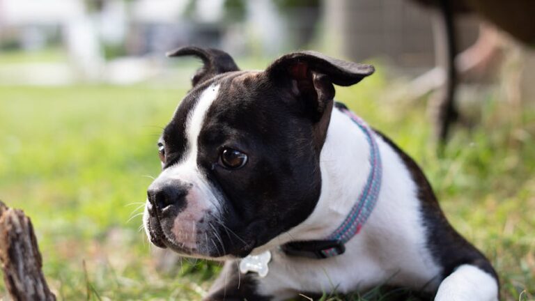 10 Small Dog Breeds Suited to City Life (And 5 That Need Space and Outdoors)