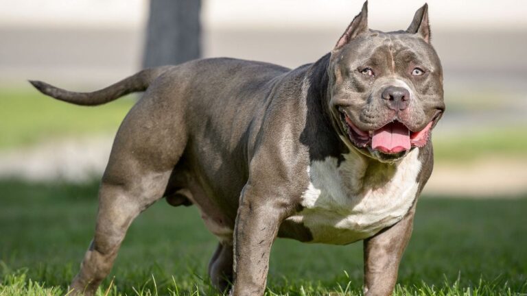 What Owning an American Bully Says About You