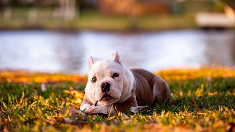 Do American Bullies Deserve Their Aggressive Reputation?