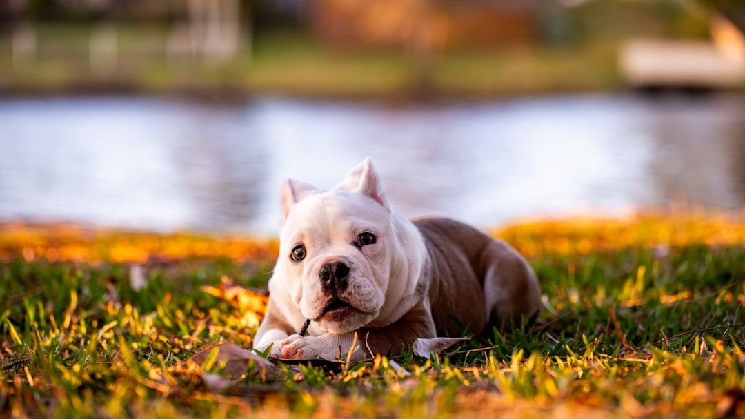 Do American Bullies Deserve Their Aggressive Reputation?