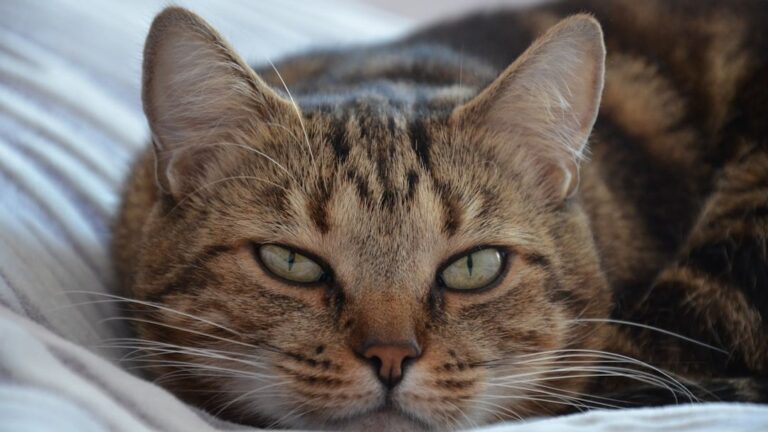 10 Signs Your Cat Is Unhappy