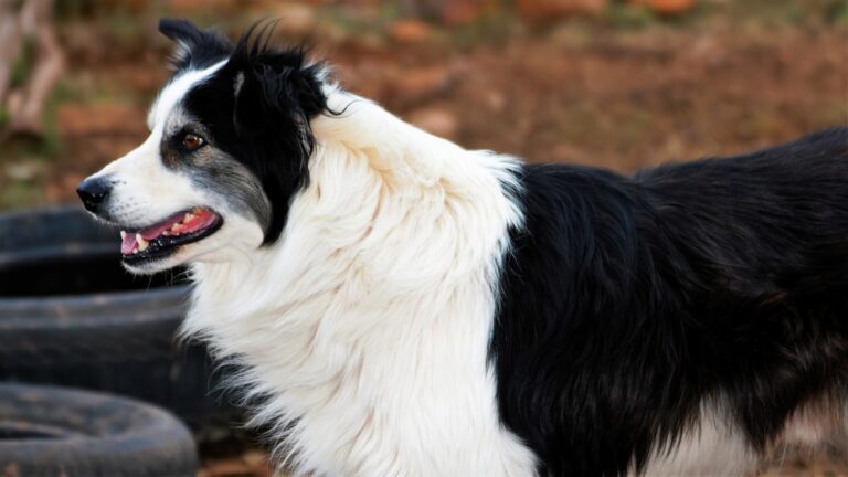 What Owning a Border Collie Says About You