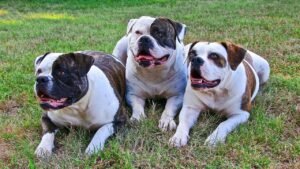 19 Popular Dog Breeds Pet Stores Are Quietly Struggling To Rehome Right Now