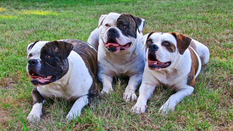 19 Popular Dog Breeds Pet Stores Are Quietly Struggling To Rehome Right Now
