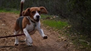 Lab-Rescued Beagle Reggie Barks for the First Time, Embracing Freedom with Joy