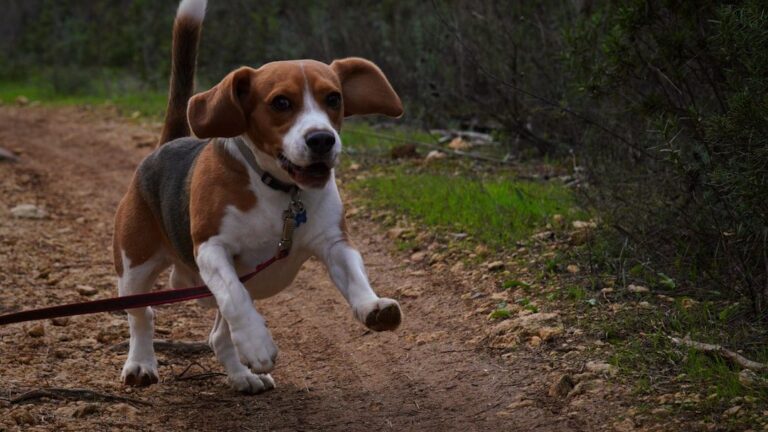 Lab-Rescued Beagle Reggie Barks for the First Time, Embracing Freedom with Joy