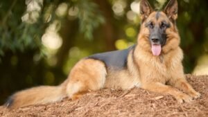 10 Best Dog Breeds To Own In Texas