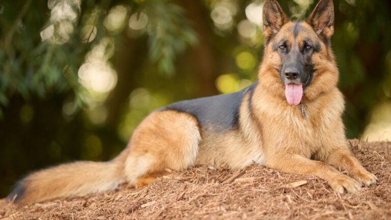 10 Best Dog Breeds To Own In Texas
