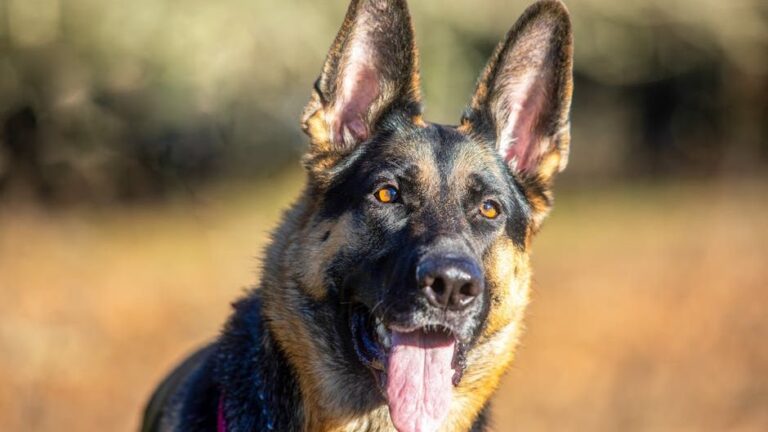 Terrified German Shepherd Shamrock Discovers Trust and Joy Through Rescue Community's Dedication