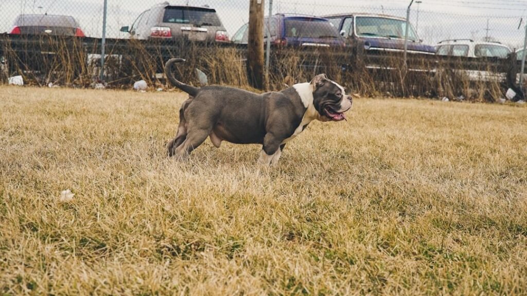 Skid Row Pit Bull Jacob Discovers Pure Joy in Muddy Play with Foster Kids