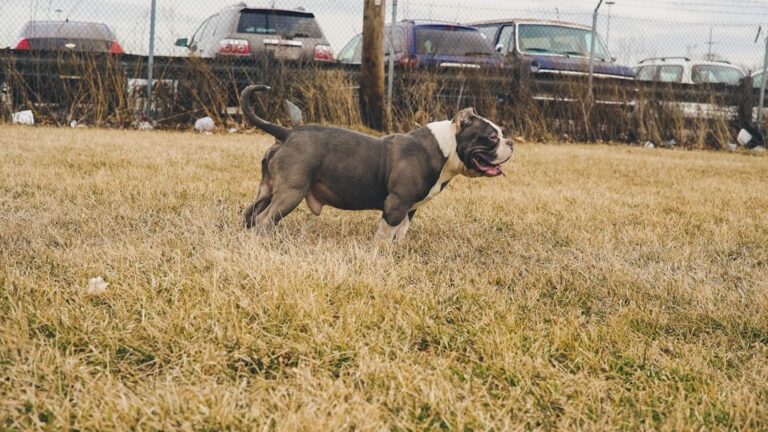Skid Row Pit Bull Jacob Discovers Pure Joy in Muddy Play with Foster Kids