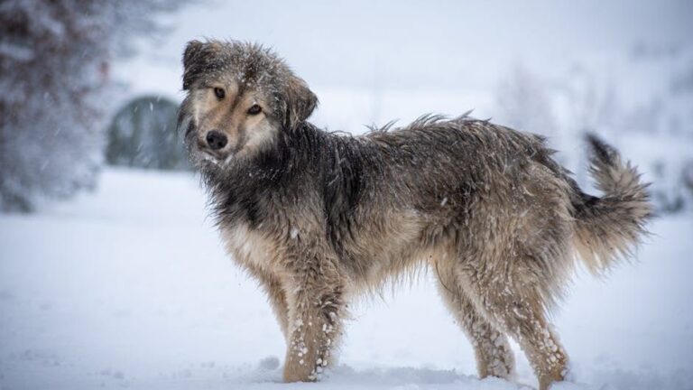 10 Dog Breeds That Will Thrive in Florida (And 5 That Need a Colder Environment)
