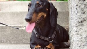 15 Most Loyal Dog Breeds That Stick by Your Side