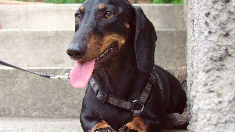 15 Most Loyal Dog Breeds That Stick by Your Side
